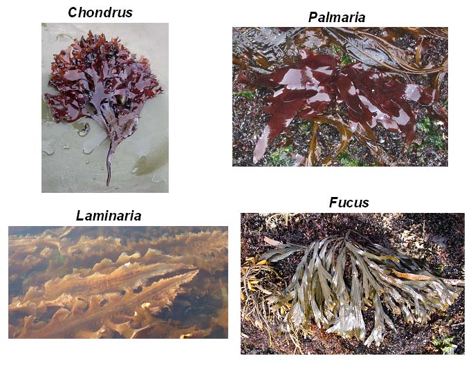 seaweeds