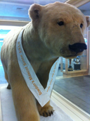 Polar Bears around campus decked out in commemorative sashes for the occasion.