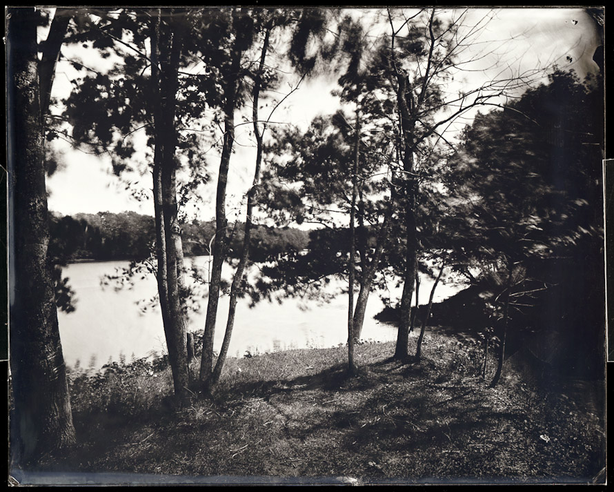 Trees, Durham Boat Launch, 2011