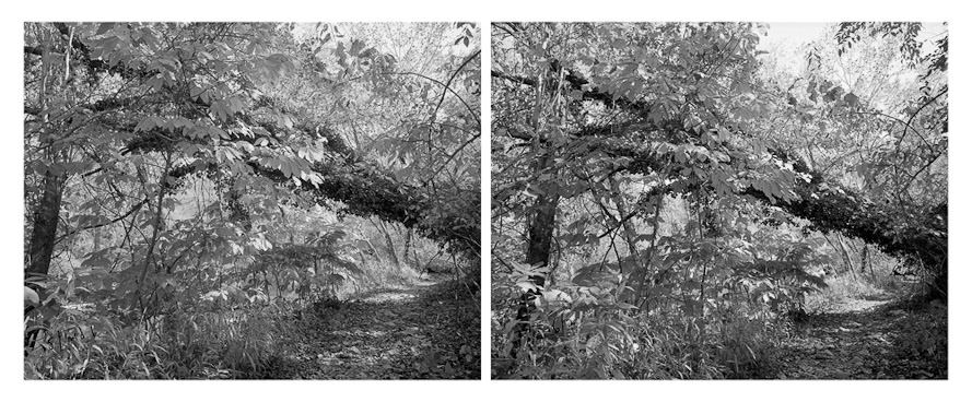 Tree (diptych), Reedy Creek, Richmond, 2011