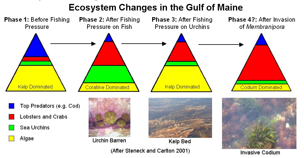 Gulf of Maine Ecosystems