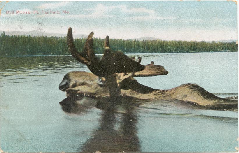 moose