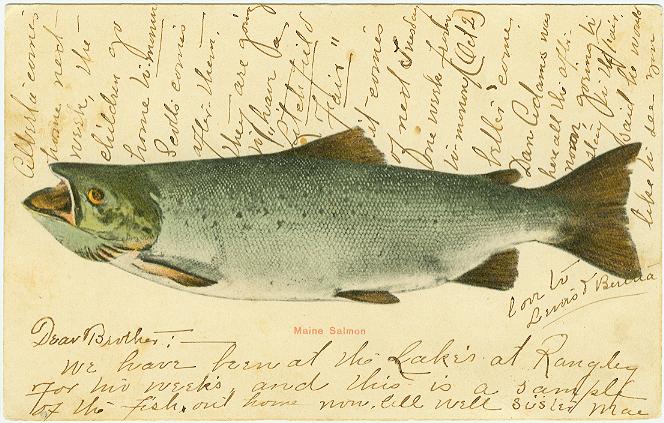 Maine Salmon