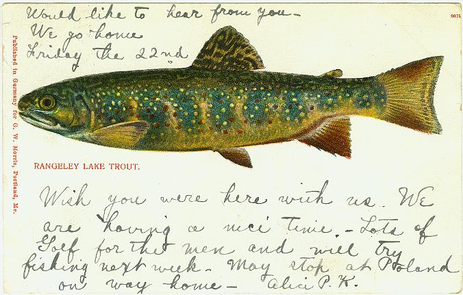 Rangeley Lake Trout