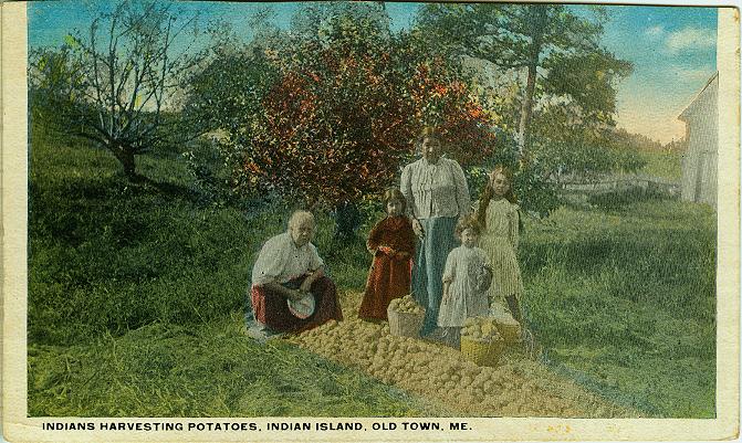 Harvesting potatoes