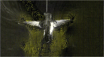 Airflow around a bird in flight